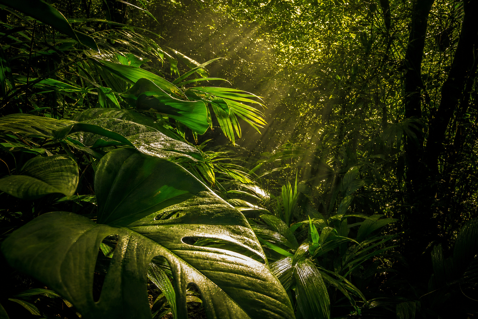 Área de preservação